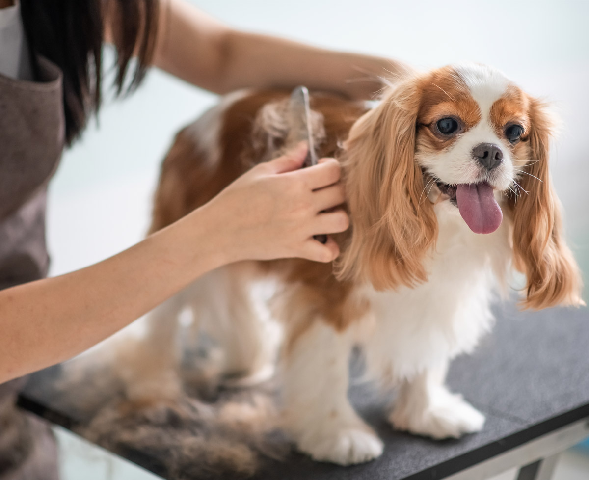 Cat and Dog Grooming in West Loop Partners Animal Hospital West Loop