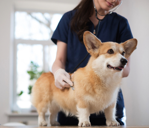 corgi-dog-at-vet