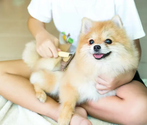 Combing dog in lap
