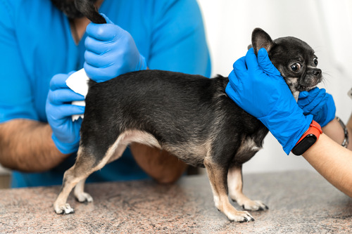 vets-cleaning-anal-glands-of-black-and-brown-Chihuahua