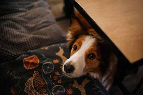 border-collie-dog-begging-for-food-from-under-table