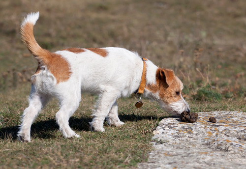 jack-russell-terrier-dog-sniffing-poop