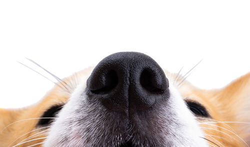 close-up-of-corgi-dog's-nose-and-muzzle