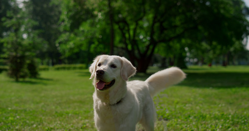 happy-labrador-retriever-wagging-tail-in-grassy-park-on-a-sunny-day