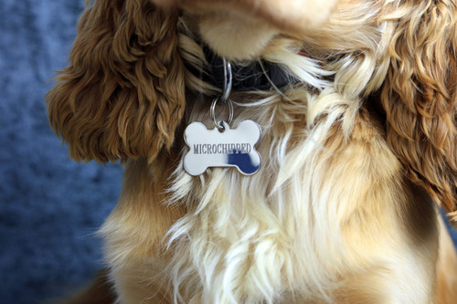 close-up-of-dog's-identity-tag-showing-the-dog-is-microchipped