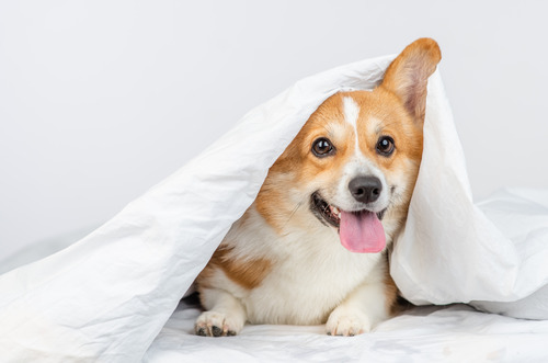 happy-corgi-dog-laying-under-blanket-on-white-bed