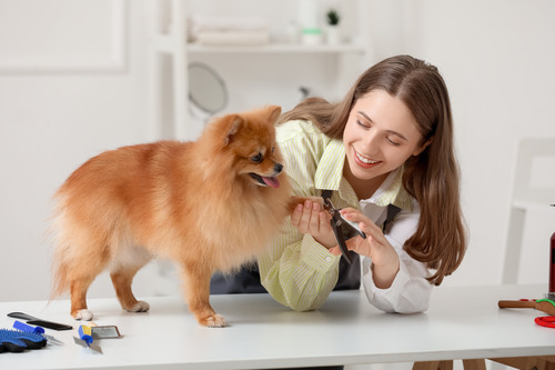 female-groomer-trimming-Pomeranian-dog's-nails-in-salon