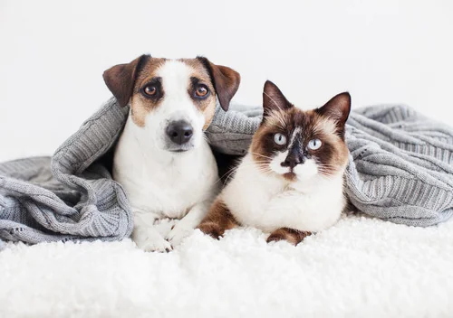 cat-and-dog-laying-on-white-couch-under-gray-blanket