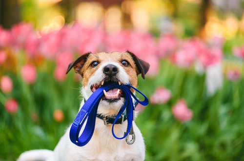 jack-russell-dog-carrying-leash-in-mouth-with-pink-flowers-in-the-background