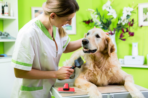 female-groomer-brushing-golden-retriever-dog