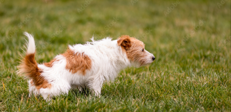 dog peeing