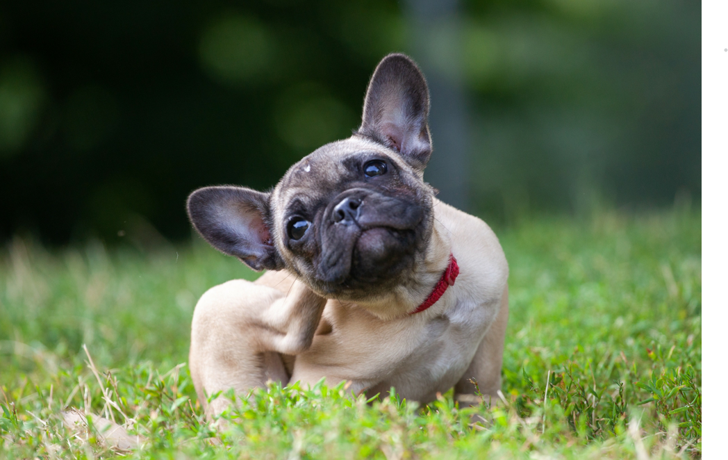 itchy french bulldog itchy french bulldog