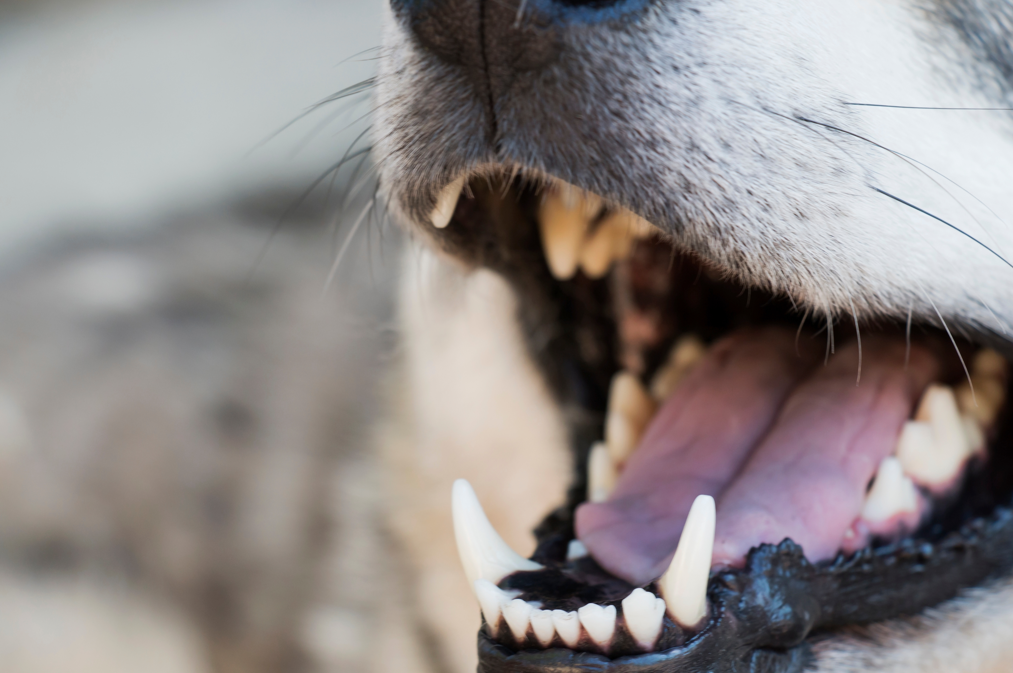 dog teeth closeup dog teeth closeup
