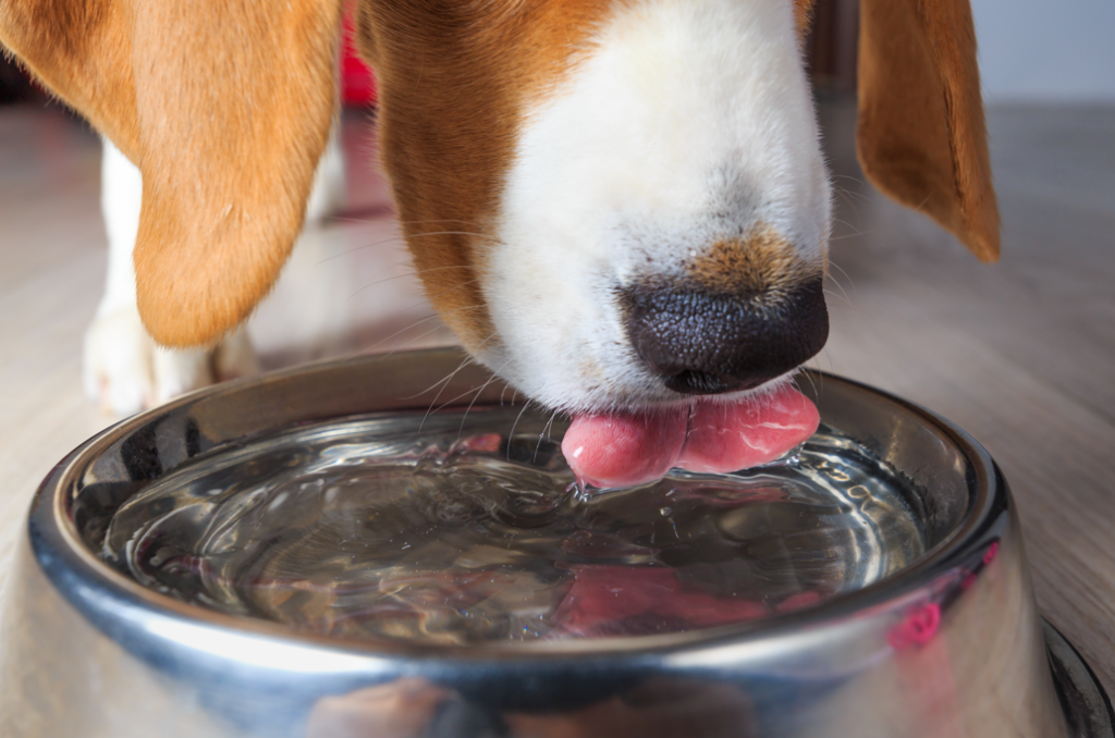 Beagle Drinking Water