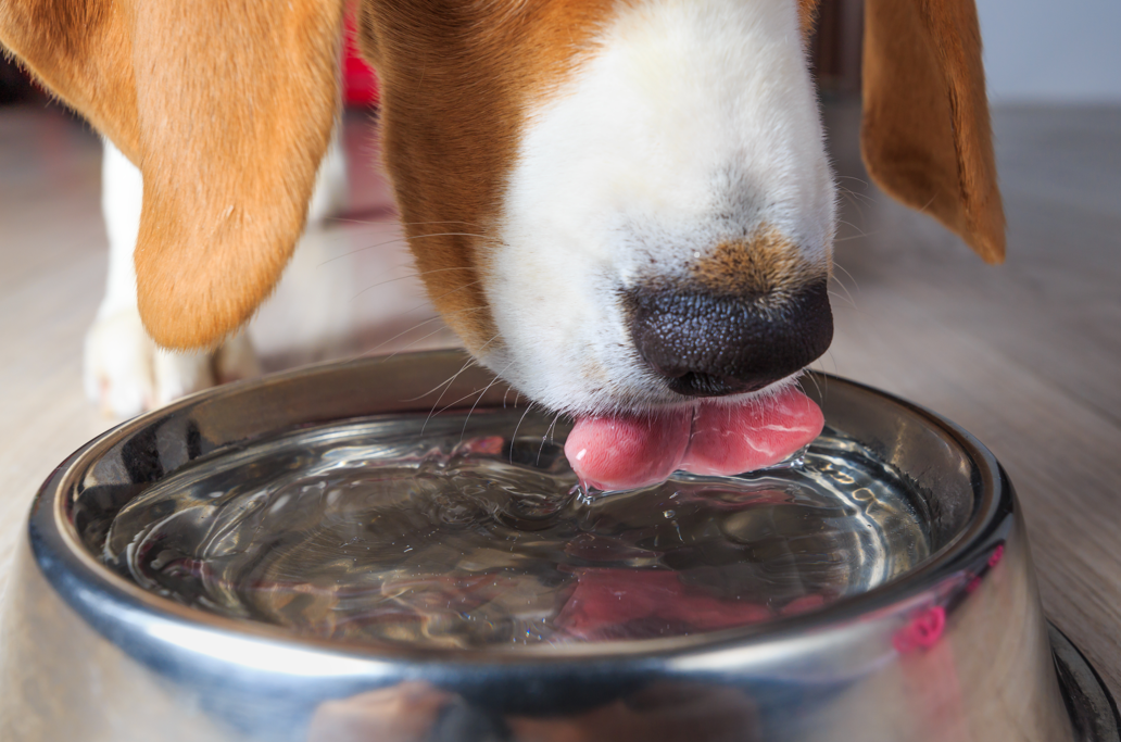 Beagle Drinking Water Beagle Drinking Water