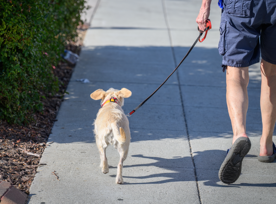 Dog Walking On Pavement Dog Walking On Pavement