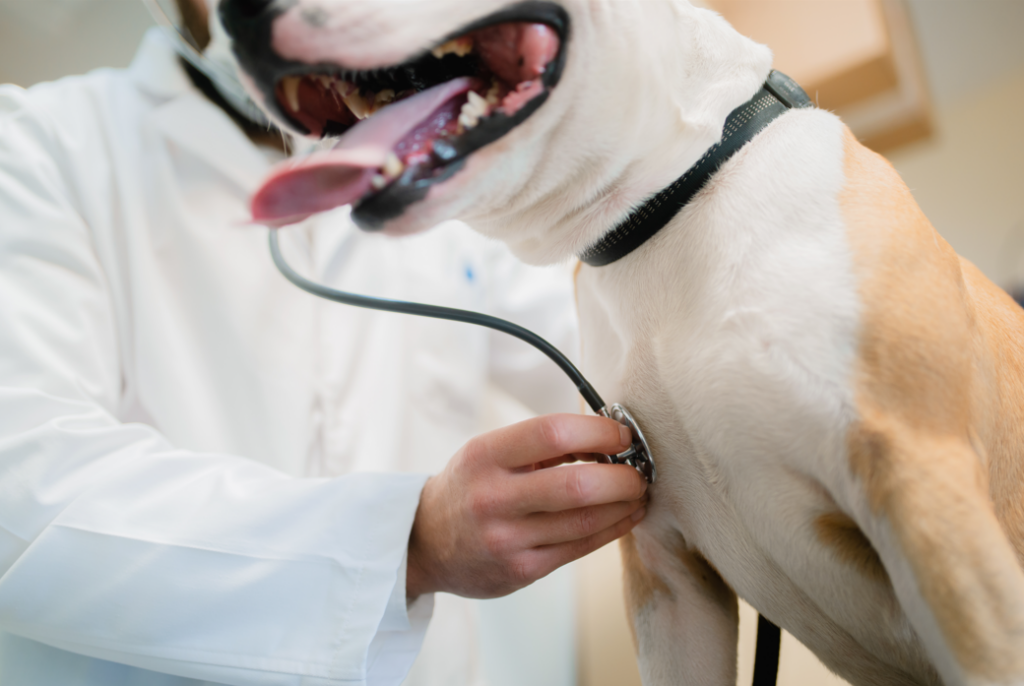 listening to dogs lungs with stethoscope