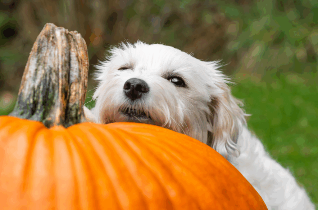 White dog with head on pumpkin