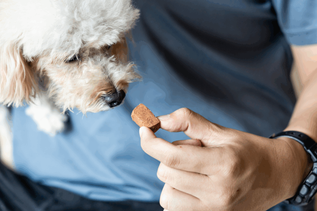 Dog eating heartworm medication