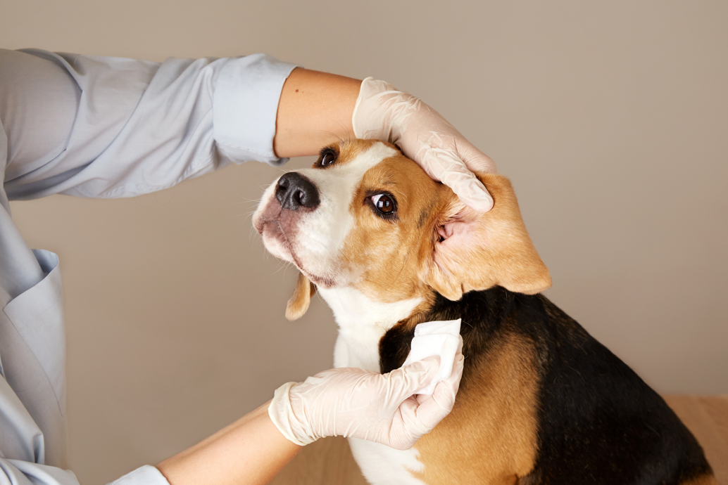 Vet looking in dog's ear