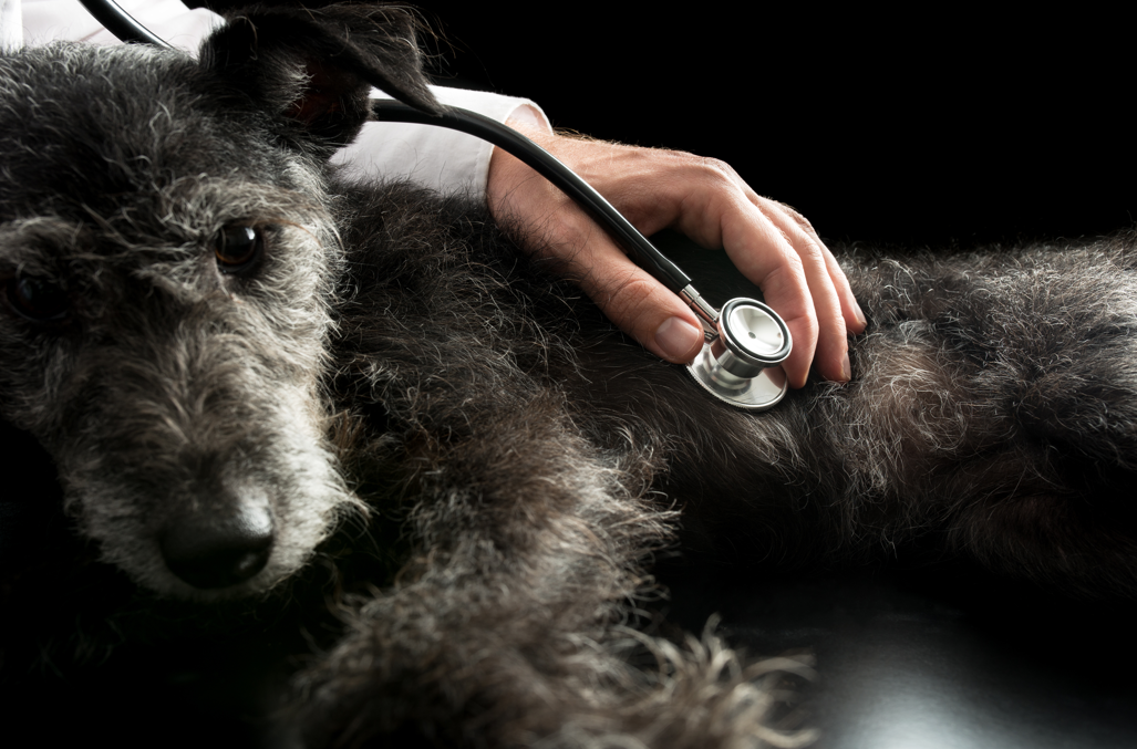 Listening to dogs heartbeat