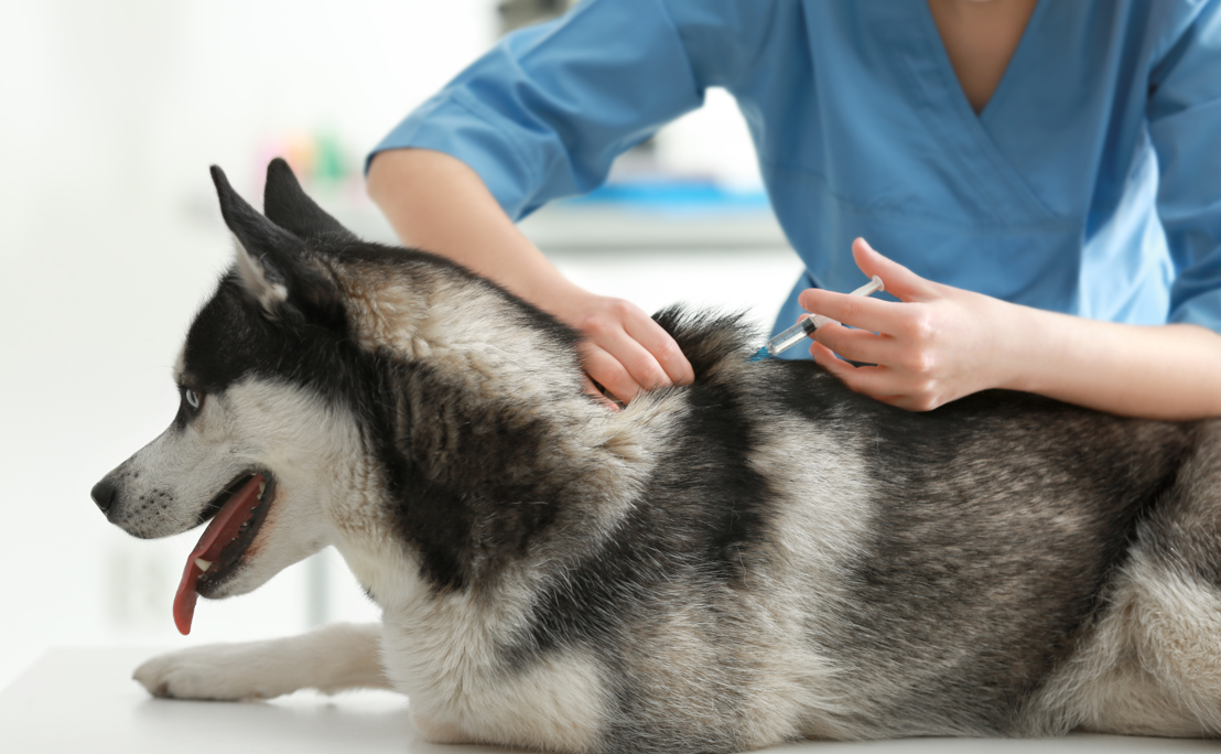 Husky getting shot at vet