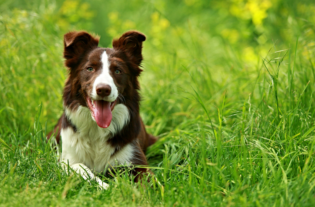 Border Collie sitting in grass
