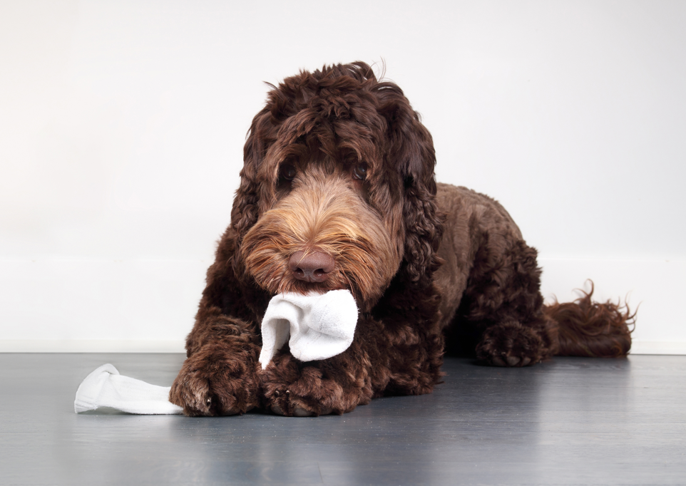 Doodle Chewing on Sock