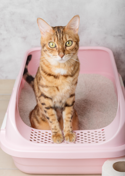 Cat in Litter Box
