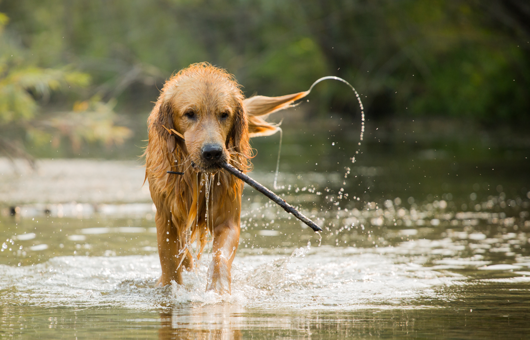 Dog playing with stick in stream