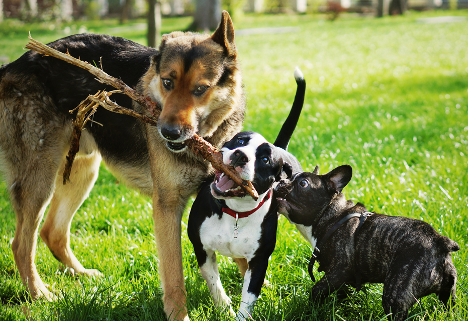 Dogs playing with stick at park