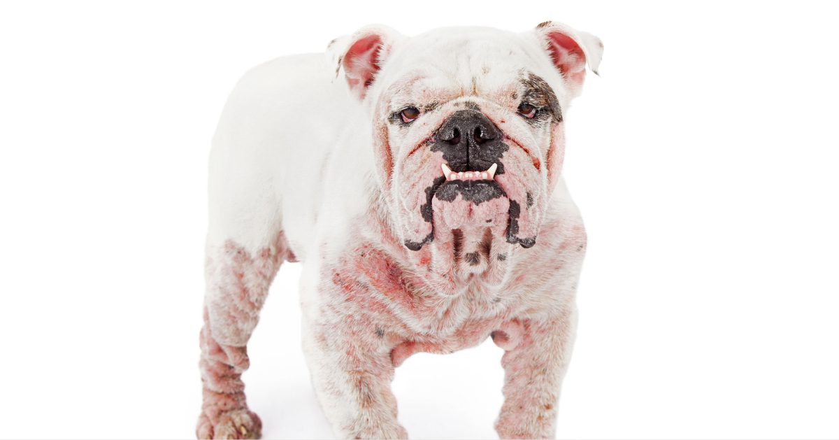 white bulldog with mange on a white background
