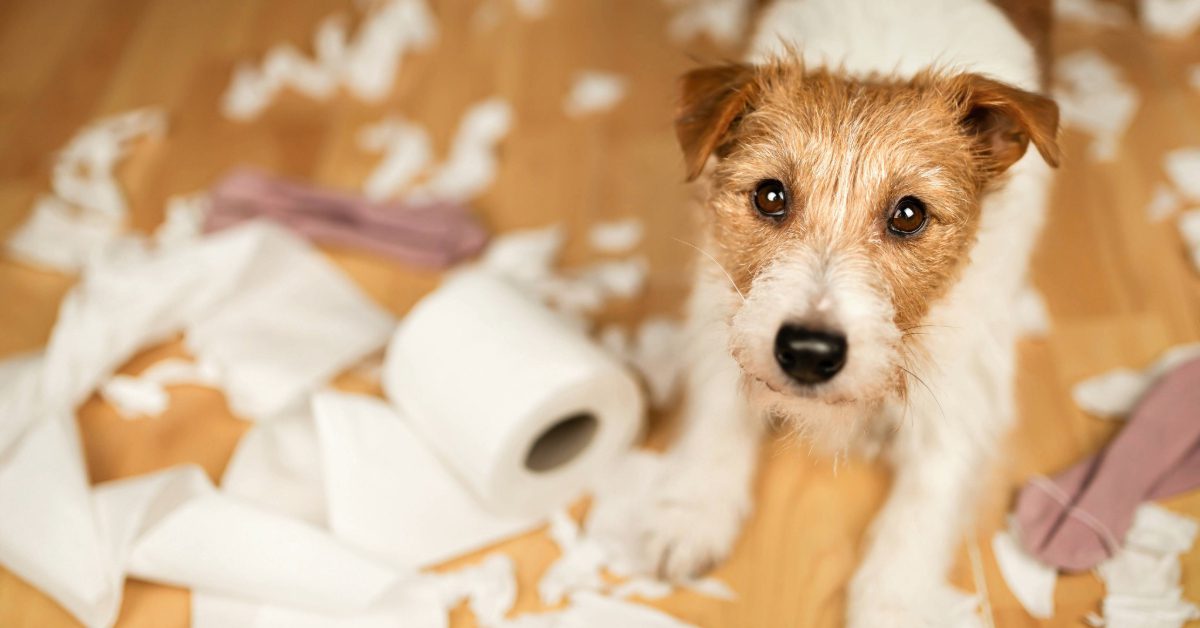 jack russell terrier standing among shredded toilet paper on the floor due to panic