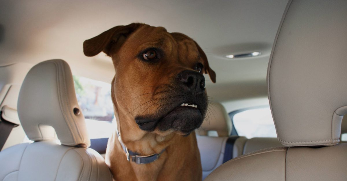 close up of an anxious dog in car