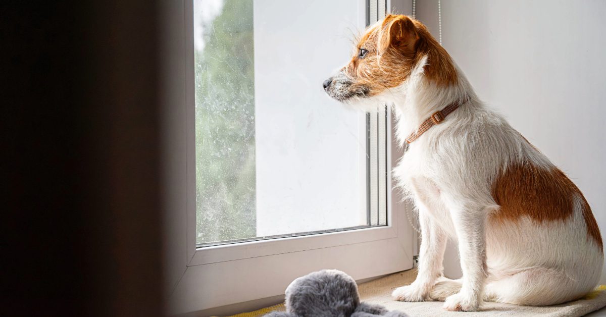 jack russell terrier dog sitting in front of window waiting for owner to return