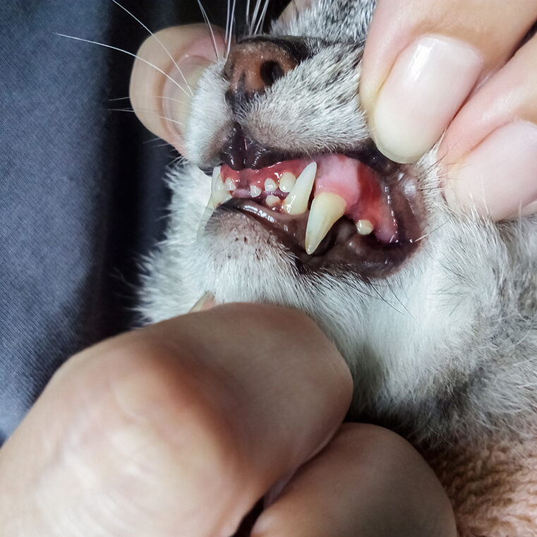 Cat and dog teeth cleaning west loop chicago