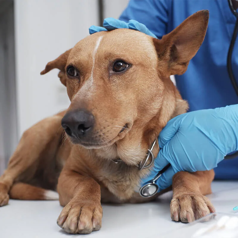 Pet Wellness Exams In West Loop Chicago Pet Wellness Exams In West Loop Chicago